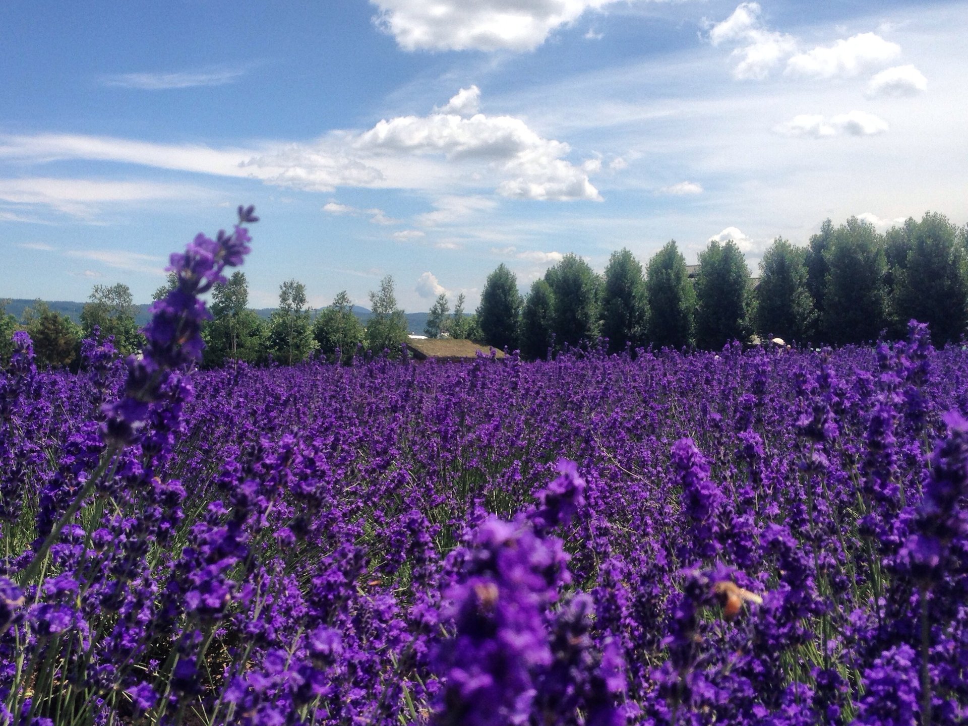 私は見た「北海道の大自然」暑い夏におすすめ！北海道の絶景を巡る最高の旅行デート♡