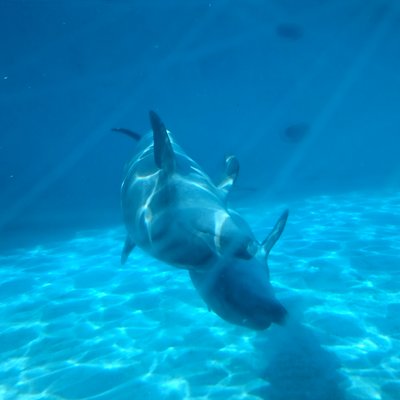 沖縄美ら海水族館