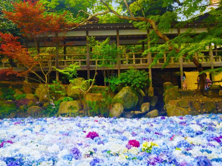 茨城県観光 紫陽花の海に溺れる夏 敷き詰められた水中花 雨引観音 のアクセス方法と周辺スポットも Playlife プレイライフ