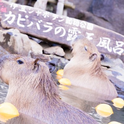 伊豆シャボテン動物公園