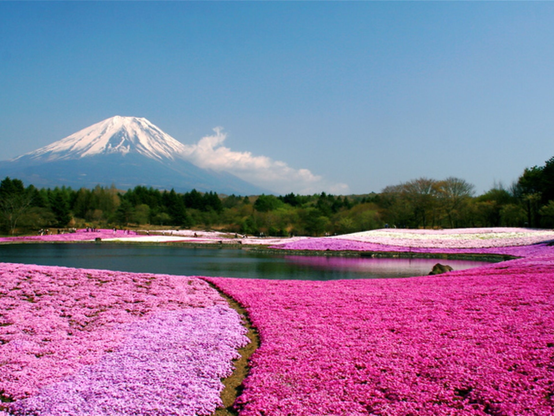 山梨県・富士山ドライブ　樹海・こうもり穴・湖を探検！桜と芝桜の絶景【忍野八海、本栖湖、ゆらり】