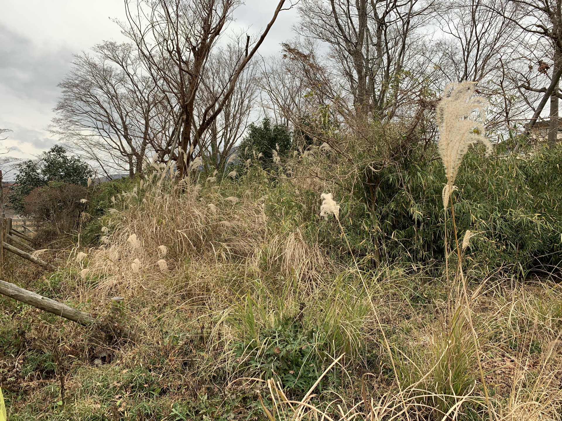 仙石原高原