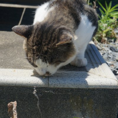 田代島