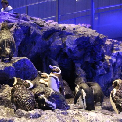 すみだ水族館