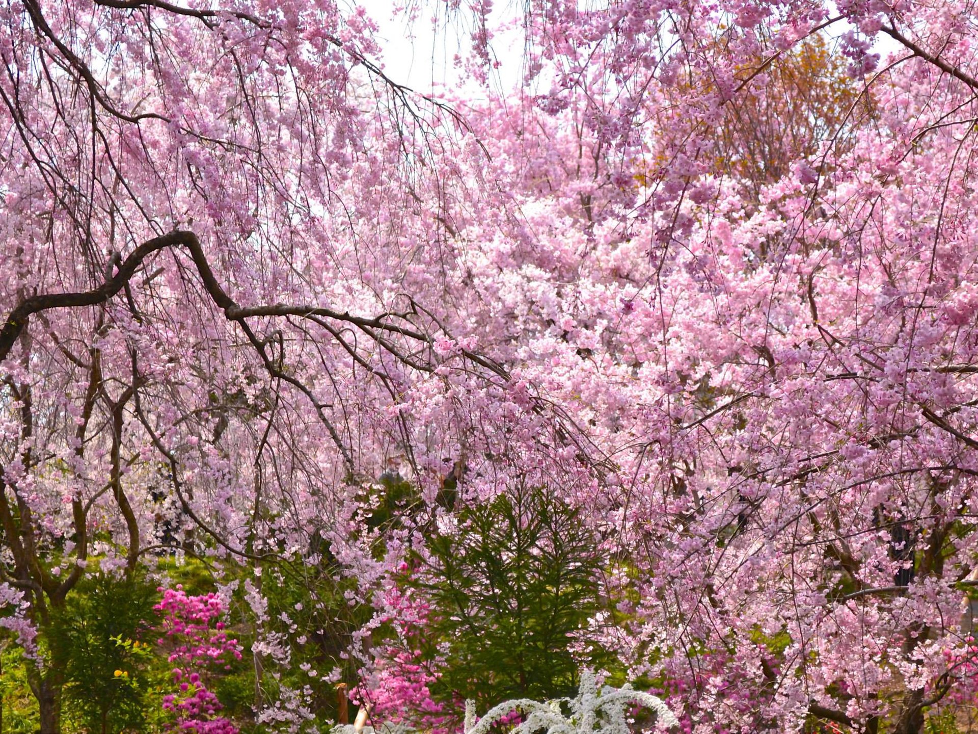 桜・花見をするなら1度は行きたい、京都の絶景「原谷苑（はらだにえん)」
