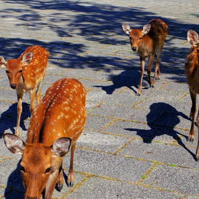 奈良公園