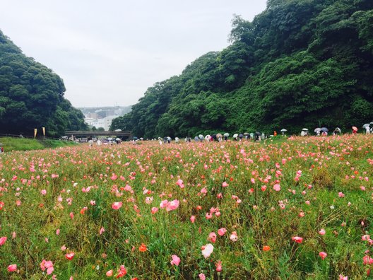 くりはま花の国