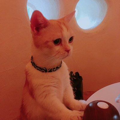 Cat Cafe てまりのおしろ