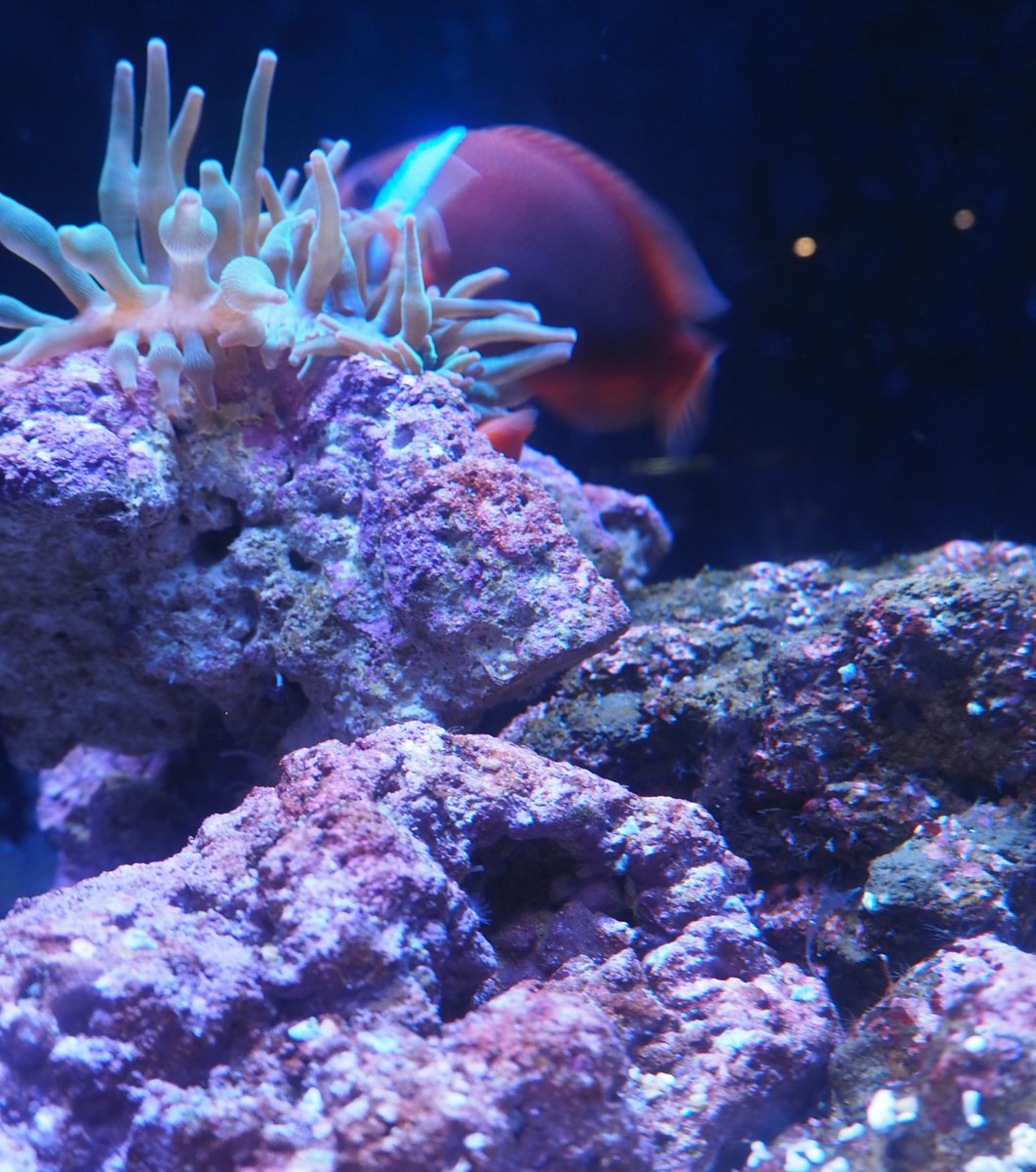 すみだ水族館