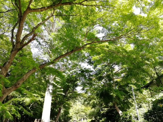 鷺森神社