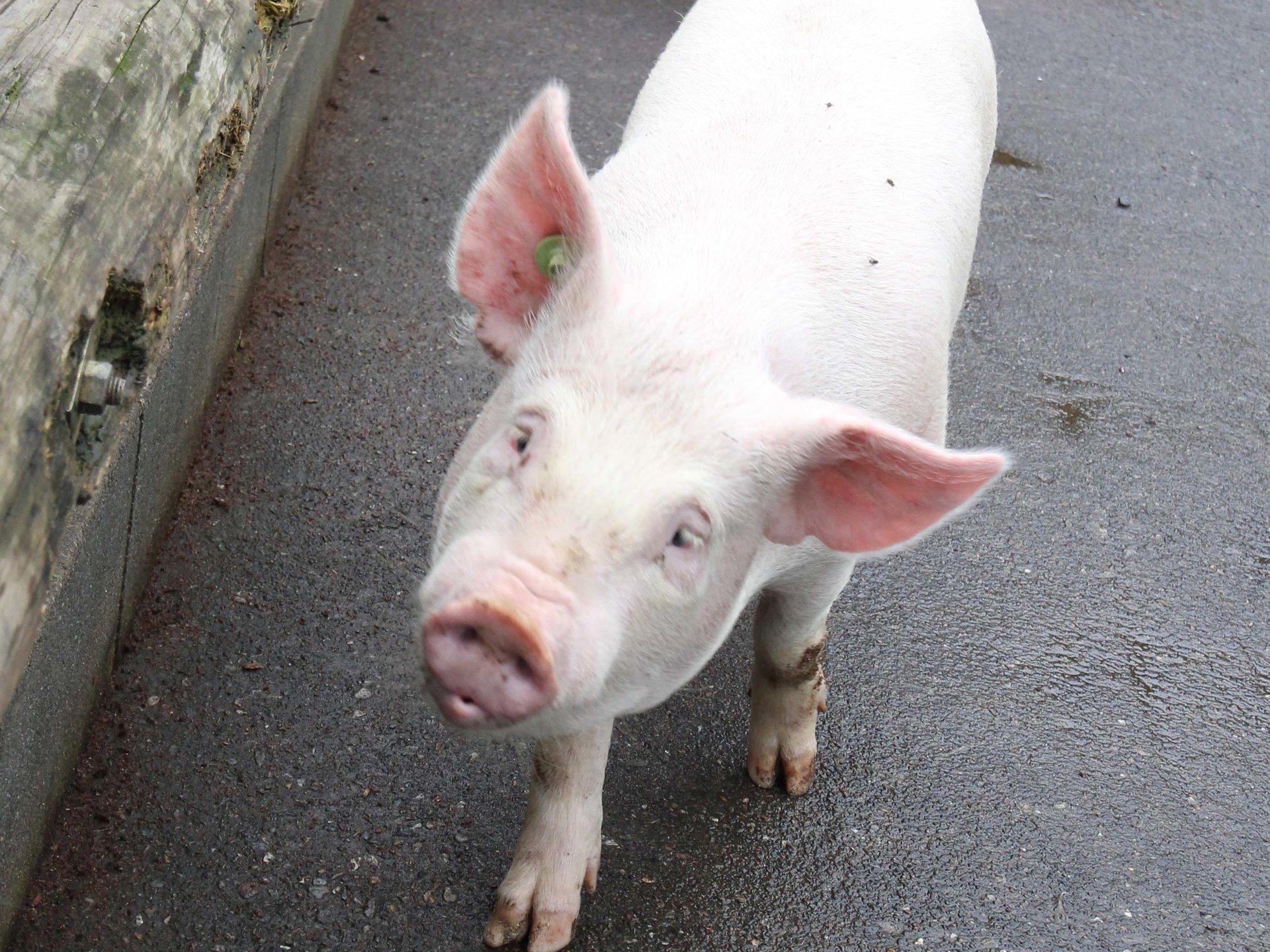 埼玉県日高市　サイボクハムで焼肉して、子豚を見て、温泉満喫！【レストランサイボク、天然温泉花鳥風月】