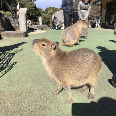 伊豆シャボテン動物公園