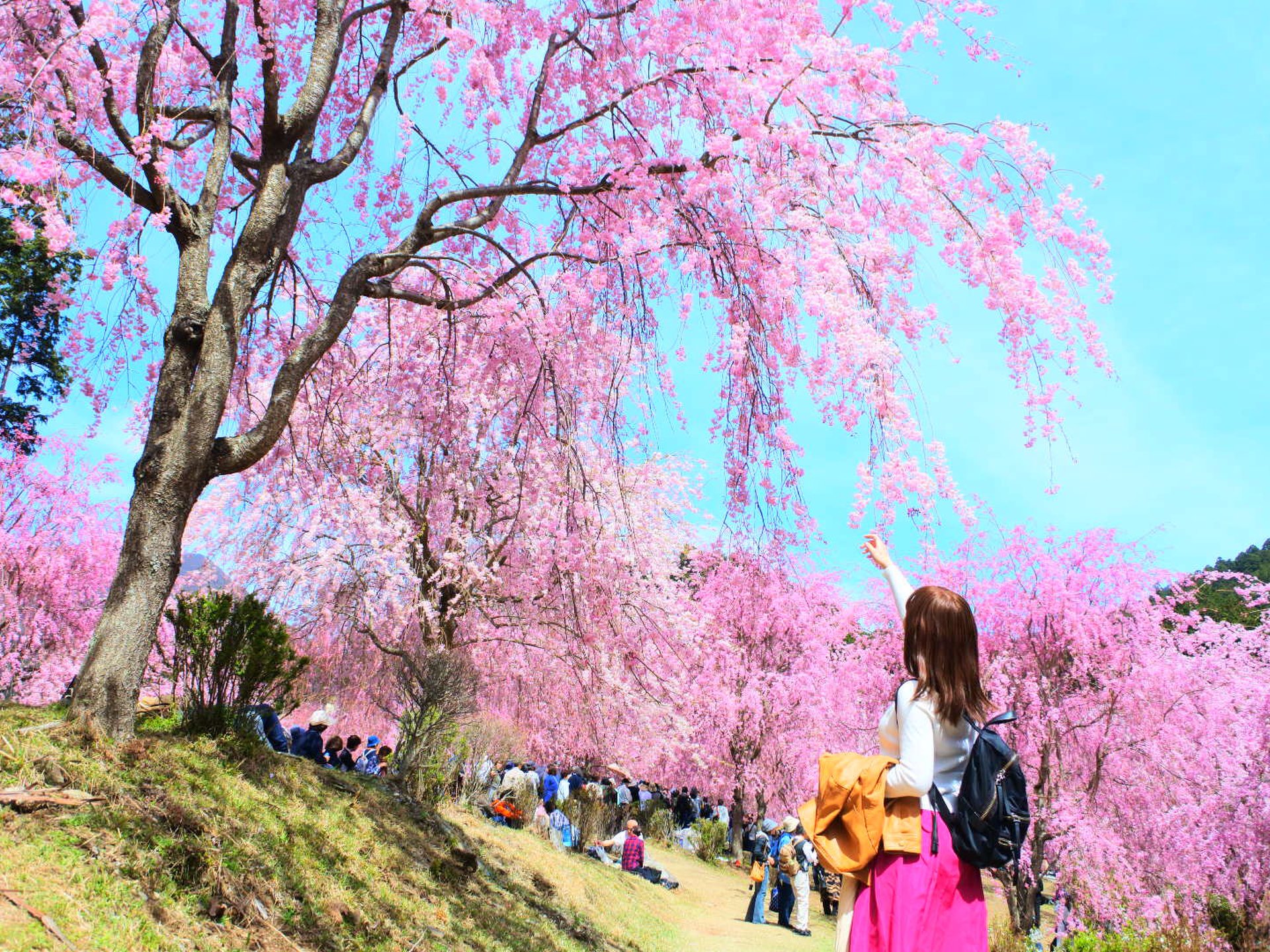 1000本のしだれ桜が咲き誇る！今が見頃の天空の庭 高見の郷へ行こう！