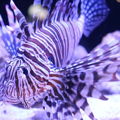 すみだ水族館