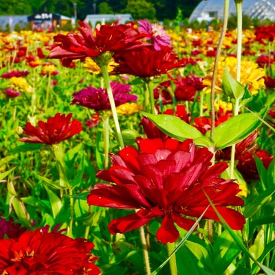 山中湖花の都公園