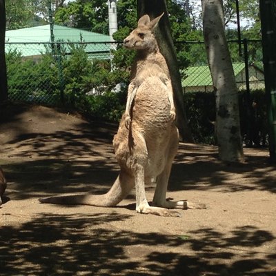 円山動物園