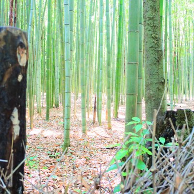 嵯峨野 竹林の道