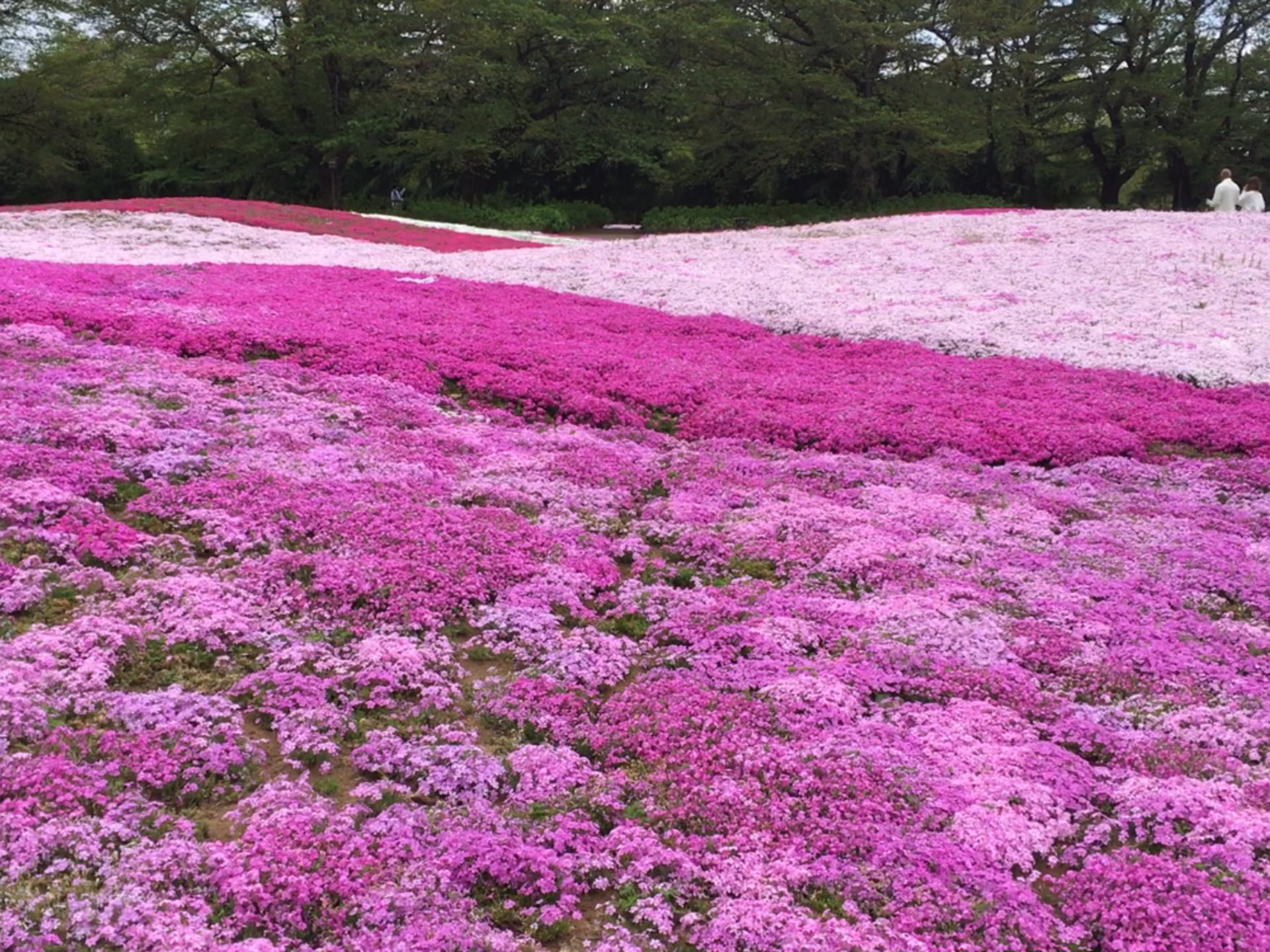 美しい芝桜にうっとり。館林で春のお散歩ツアー