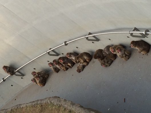 円山動物園