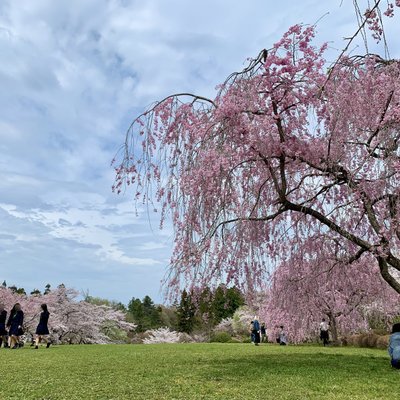 羊山公園