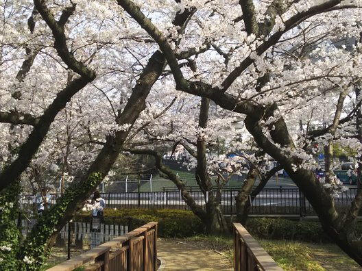 桧原桜