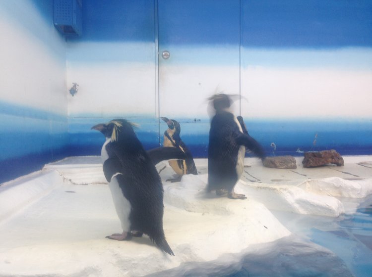 新札幌駅からすぐ！サンピアザ水族館 基本情報から周辺スポットまで