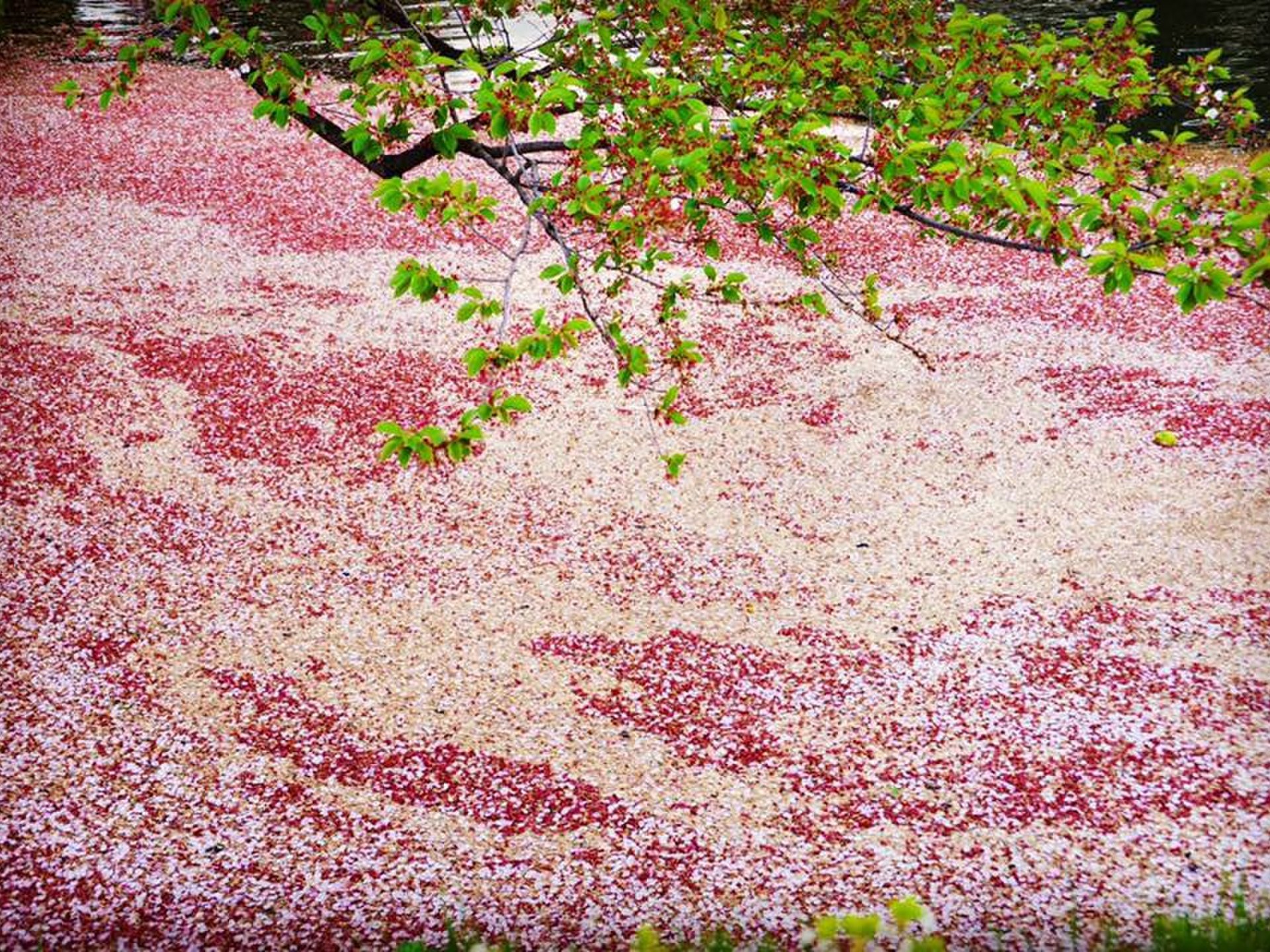 弘前公園