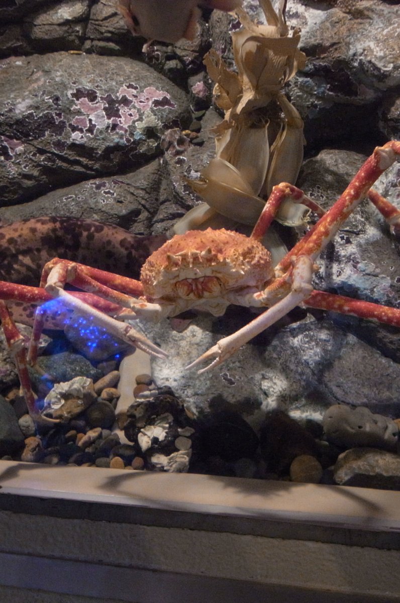 しながわ水族館