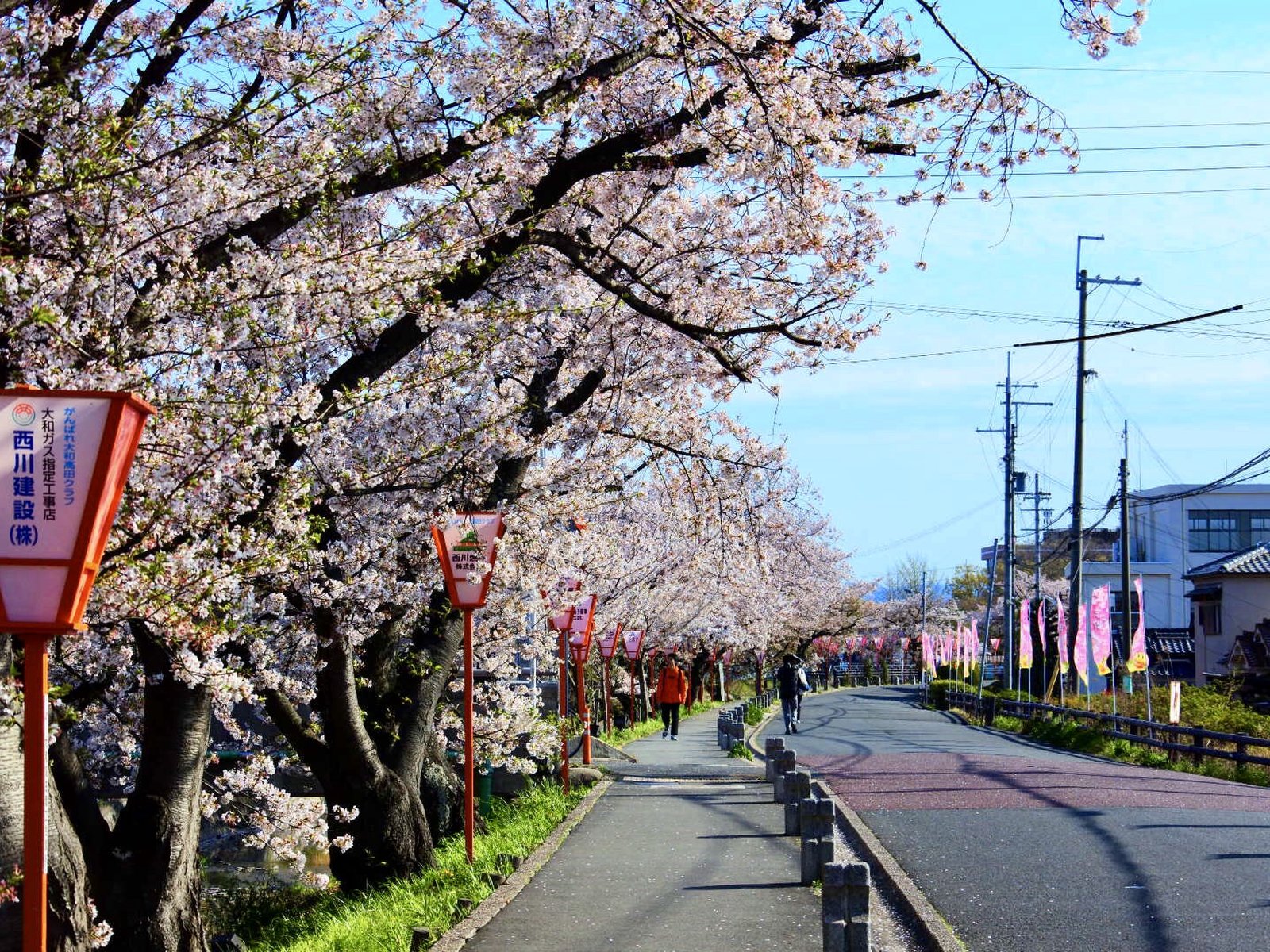 高田千本桜