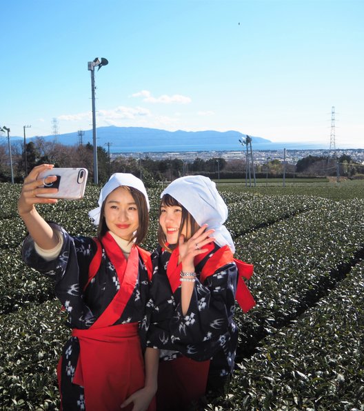 ぐり茶の五十鈴園（鈴木さんのお茶畑）