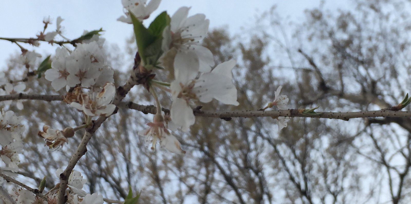 井の頭恩賜公園