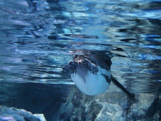 すみだ水族館