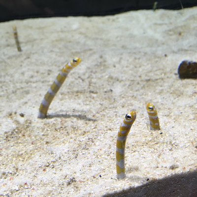 すみだ水族館