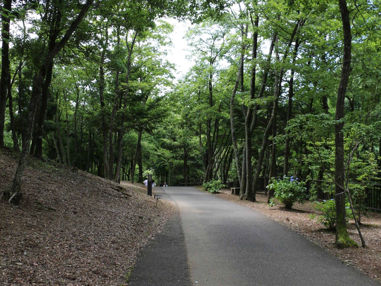 濃溝の滝