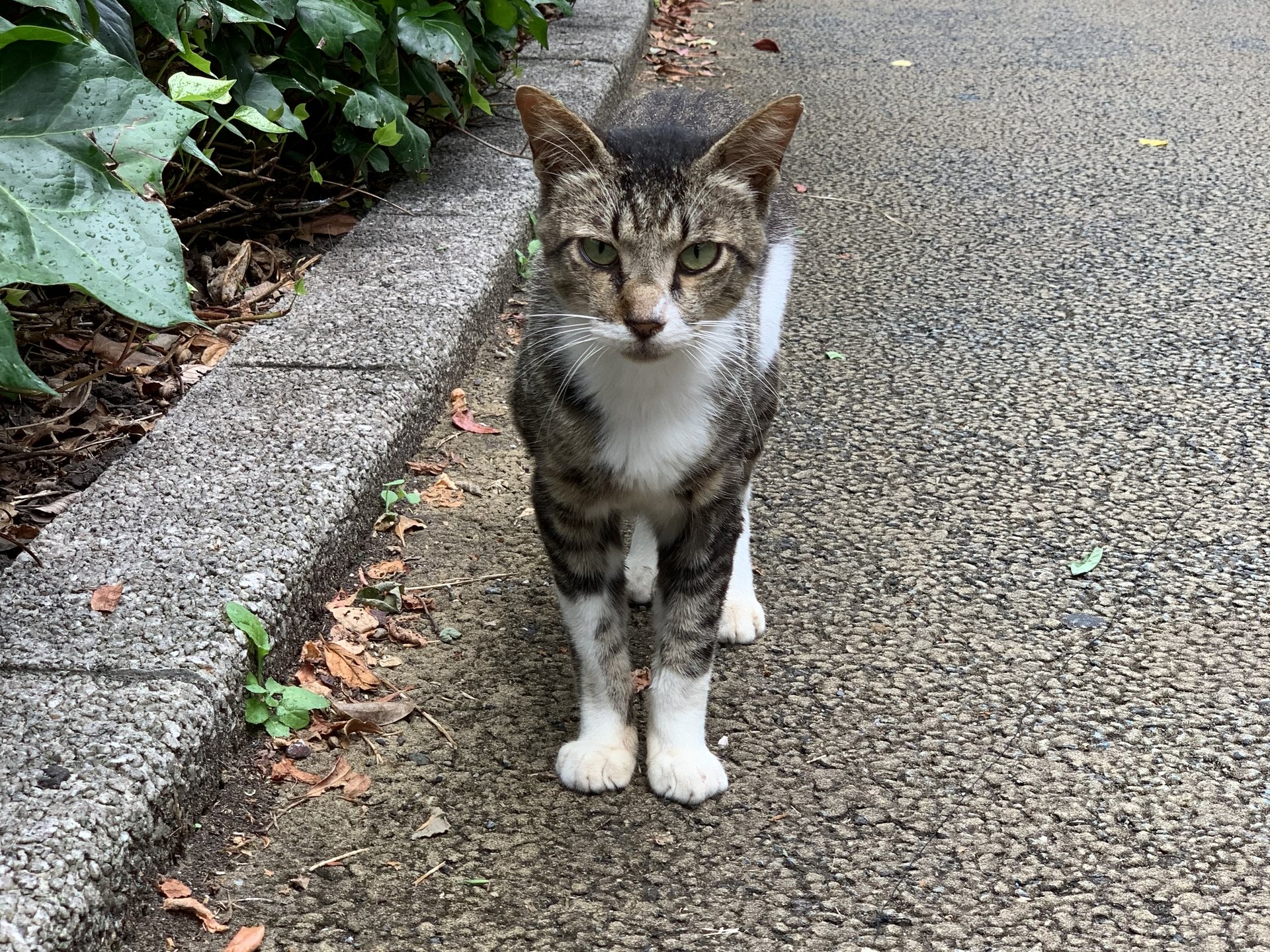 清水マリンパークには猫だらけ？「ラムネ博物館」も？見所満載おすすめ観光地