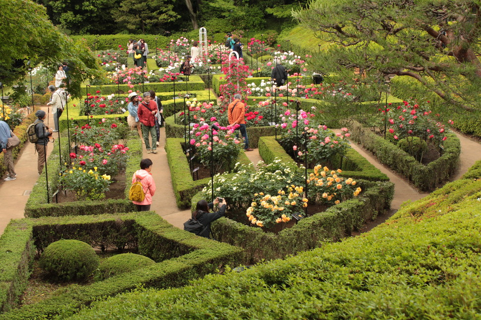 Click Here For The Late Spring Break Former Furukawa Garden Spring Rose Festival Playlife Play Life