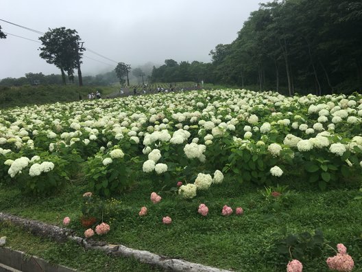 たんばらラベンダーパーク