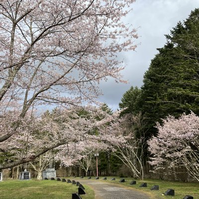 二十間道路桜並木