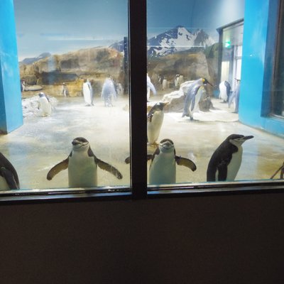 長崎ペンギン水族館