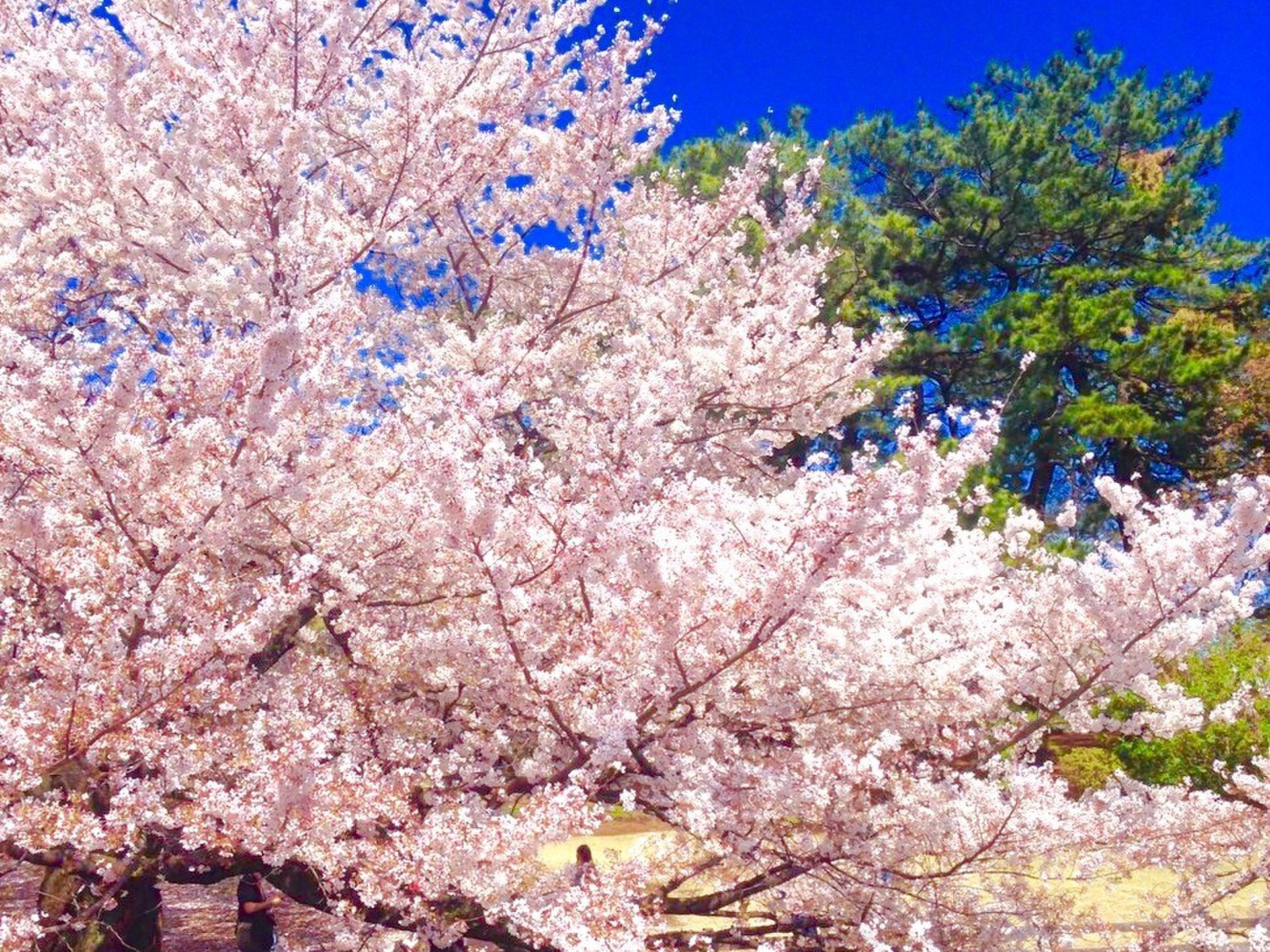 【春になったら行こう】新宿御苑で美しい桜を楽しんだ後はだんごを食べよう