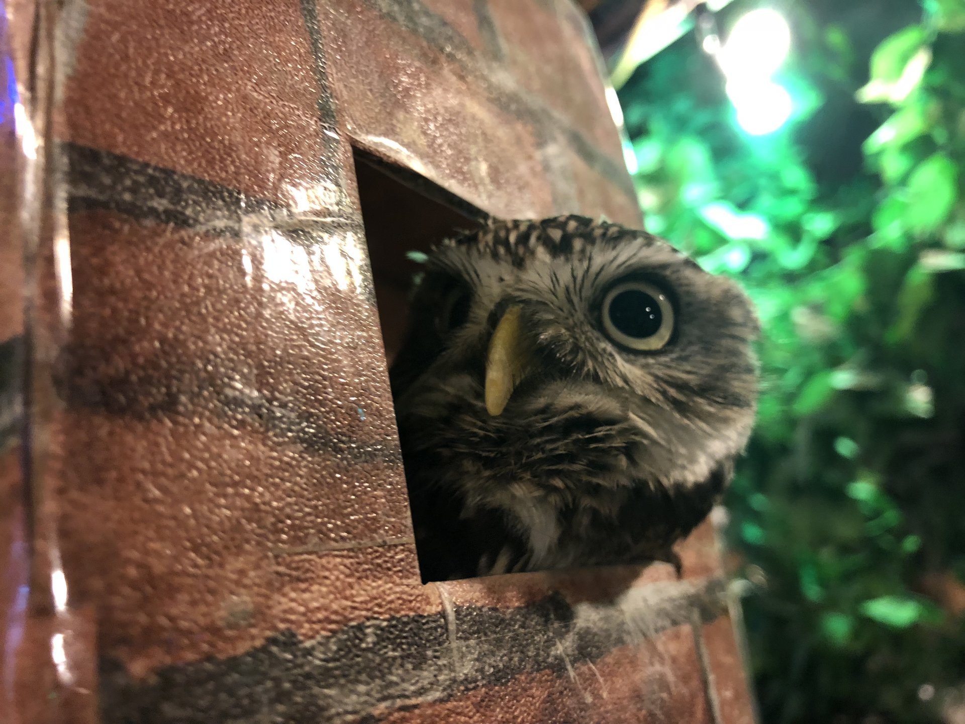 浅草おでかけおすすめ半日プラン♡スカイツリー見たり動物カフェ満喫！