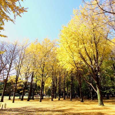 代々木公園