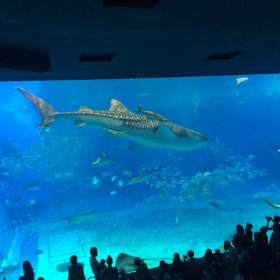 沖縄美ら海水族館