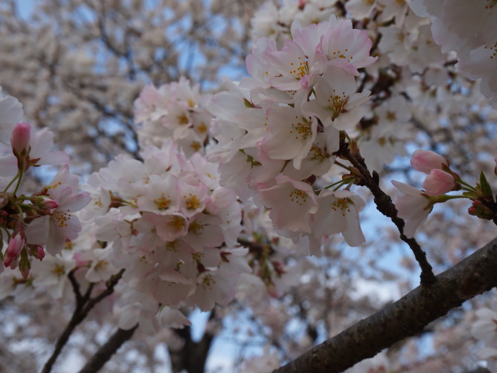 天平の丘公園