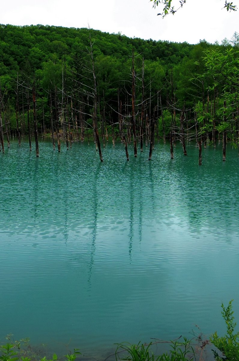 白金青い池