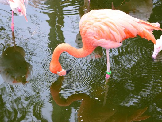 国営海の中道海浜公園 動物の森