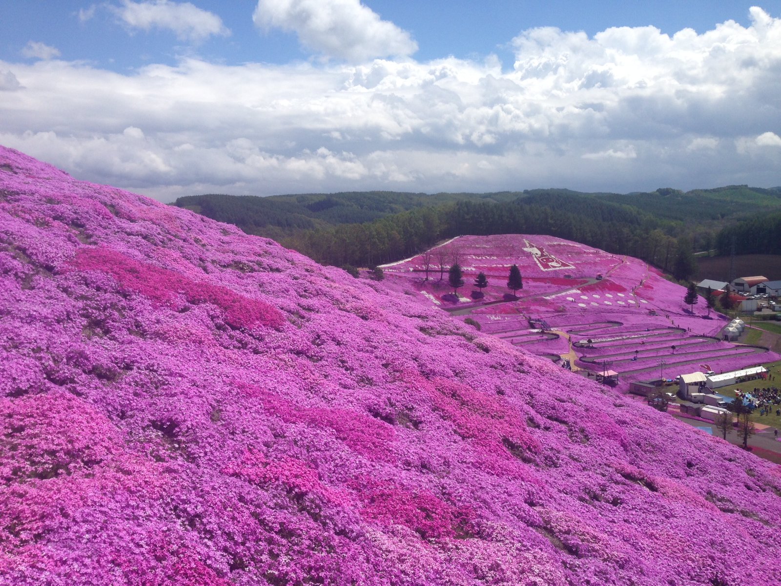 東藻琴芝桜公園キャンプ場