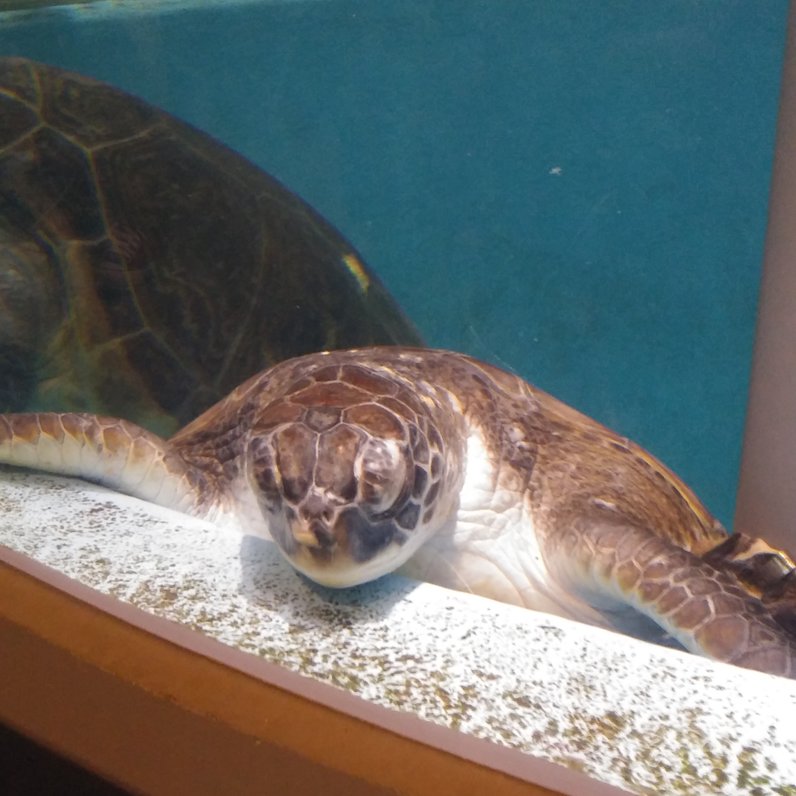 むろと廃校水族館