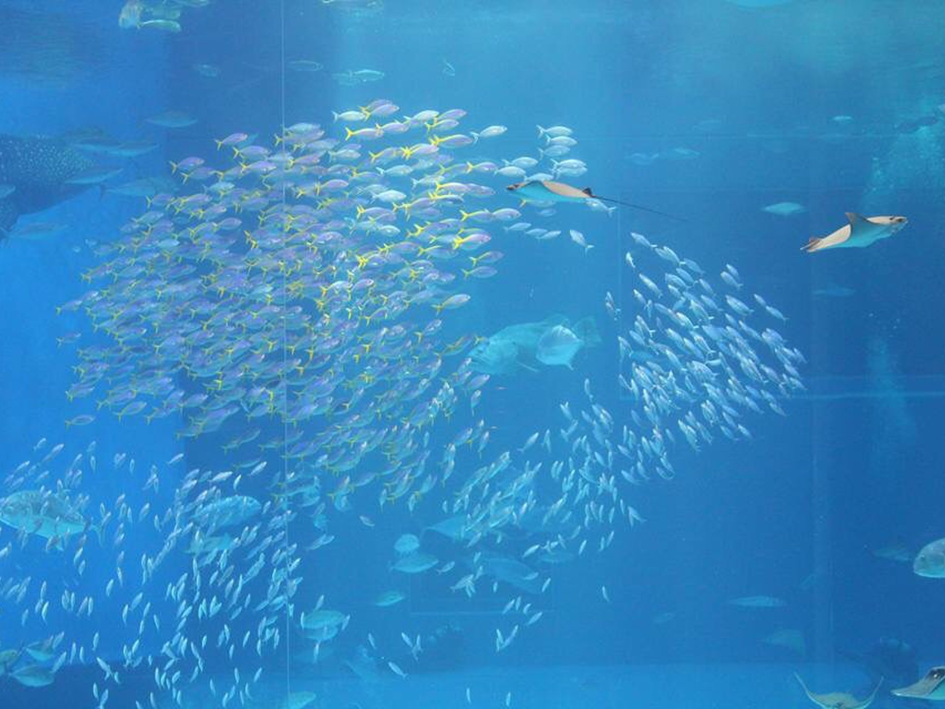 【沖縄×観光コース】美ら海水族館を観光！日本一大きな水槽で魚を見よう！