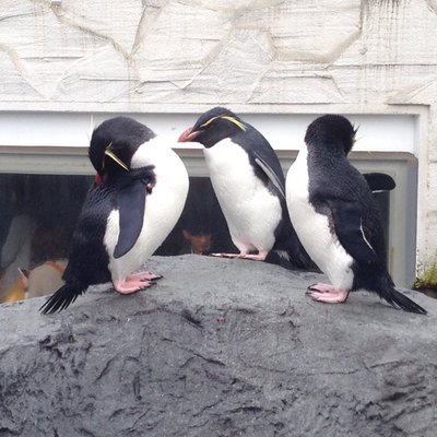 旭川市旭山動物園